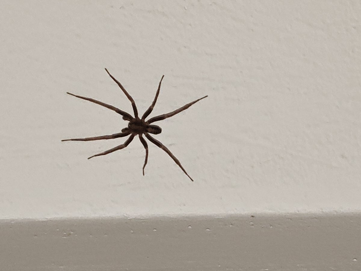Hola <a href="/Arachno_Cosas/">Soy aracnólogo, pregúntame lo que quieras</a>  encontré estas 2 arañas en la casa. Son de IM? Saludos
