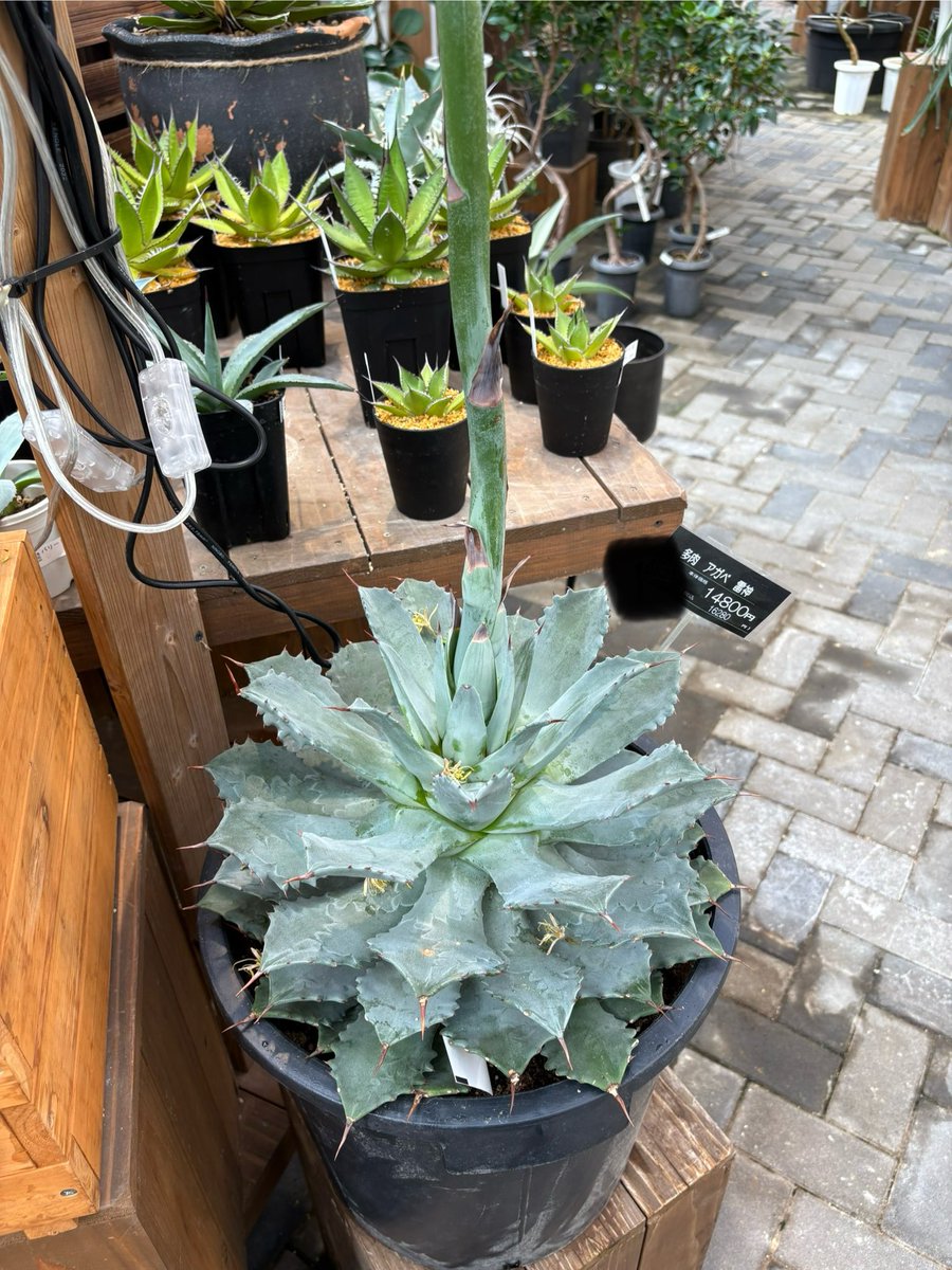 chancoco_agave's tweet photo. あらま https://t.co/sJ57YfTp2q