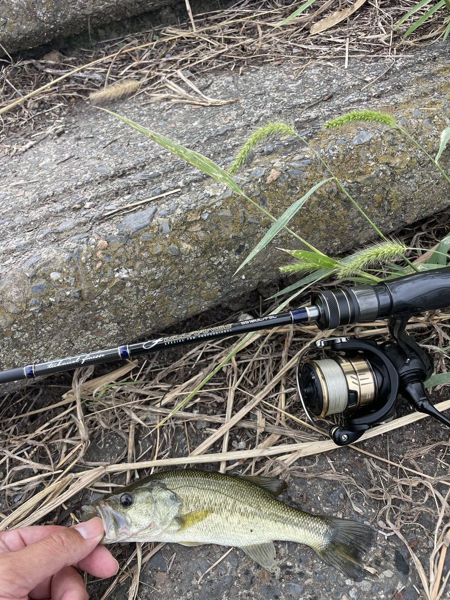 soichiro1124111's tweet image. ボトムズルズル。

ROD : FULLRANGE S510UL/FSL
REEL: 18TATULA LT 2000S-XH
LINE : フロロ3lb
LURE: シザーコーム3".
RIG   : 1.2gスプリットショット

#tailwalk 
#fullrange 
#daiwa 
#jackall 
#シザーコーム 
#スプリットショットリグ