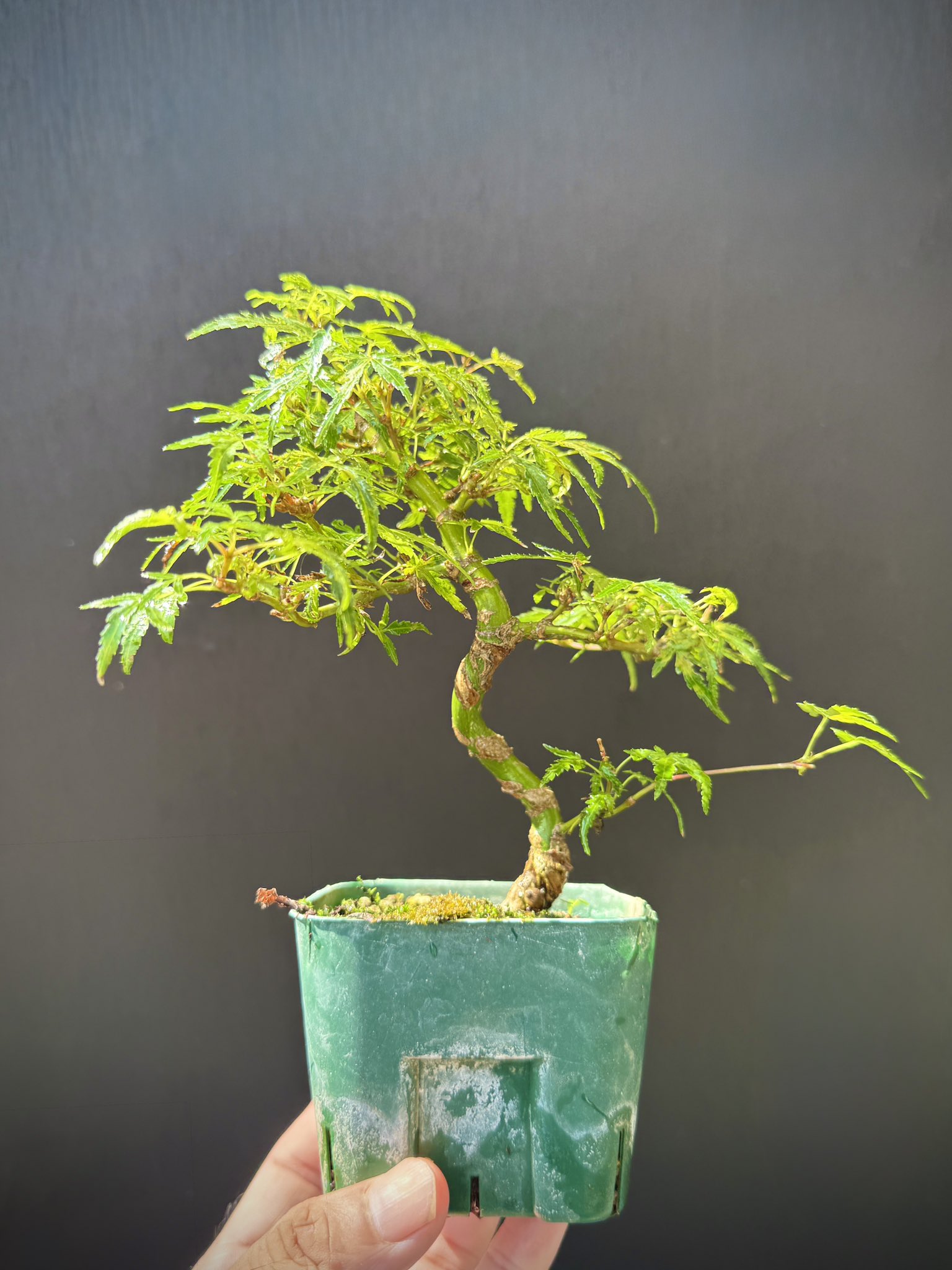 大向高洲堂　盆 4K 盆栽 第95回国風盆栽展 【BONSAI】95th KOKUFU EXHIBITION