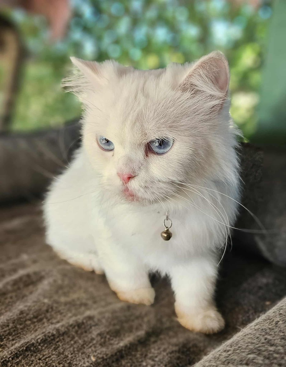 hepadyuva's tweet image. BELKIS
DİŞİ
CHİNCHİLLA
BURSA

İLETİŞİM: 0(533) 4767652  10-18 saatleri arasında arayabilirsiniz.*594*172

Belkıs, zarafet ve güzelliğin bir kedide vücut bulmuş hali. O da bunun farkında ve bu nedenle evinin tek prensesi olmalı. 2 yaşındaki kısır ve çipli kızımızın ömür boyu mutlu…