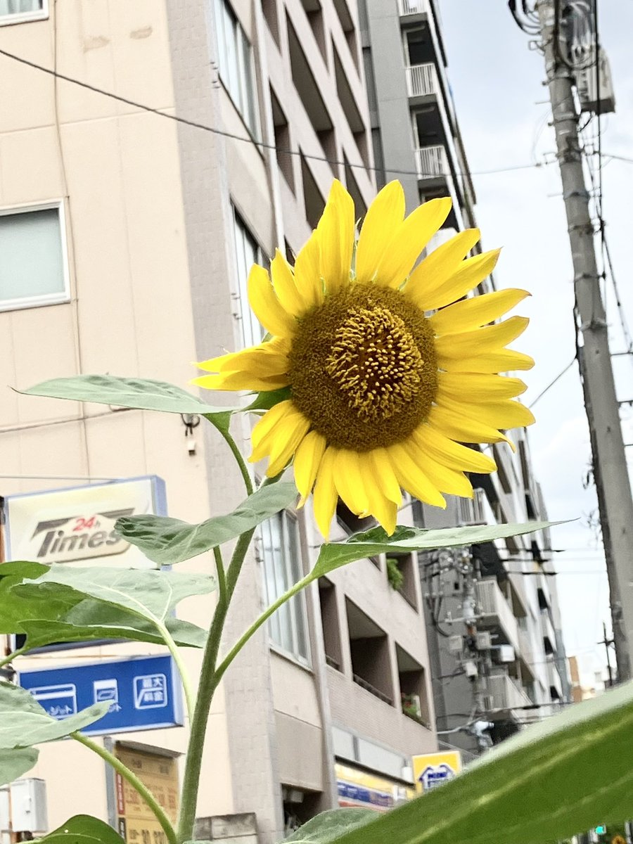 「2025年秋彼岸参り🙏』

『暑さ寒さも彼岸迄』昔の人は上手い事を言ったなぁ〜と関心します🙂‍↕️
ようやく灼熱地獄から抜け出した感じです
秋分の日ころころさんに会いに浅草に行って来ました
日中の日差しはまだ強いですが吹く風は気持ち良い秋風
季節の変わり目花達も夏と秋が混在しております