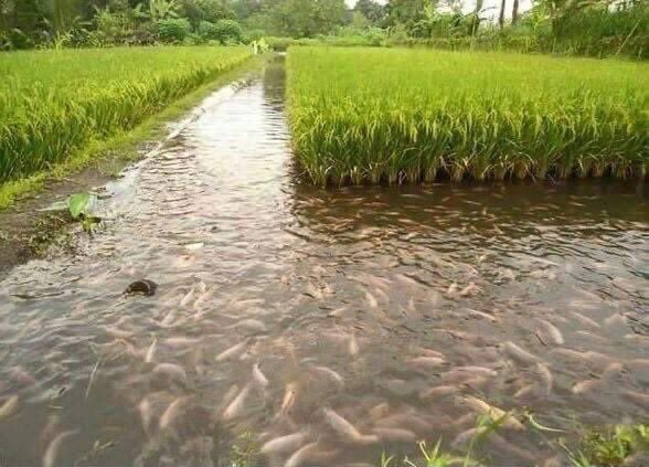 Agriculfuture's tweet image. Integrated #farming maximizes both rice and fish production. Are you interested? Please like and retweet.