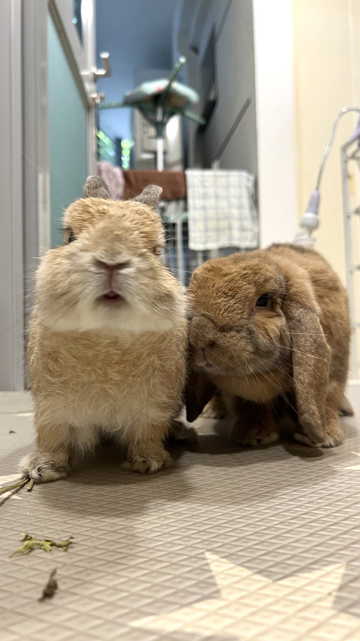 おれんじうさぎ 仔うさぎ情報 うさぎ専門店_Net Rabbit
