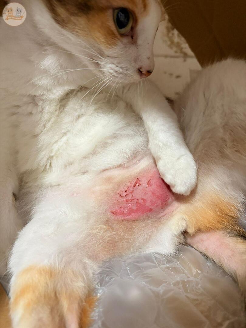 KochengFess v2 tweet media