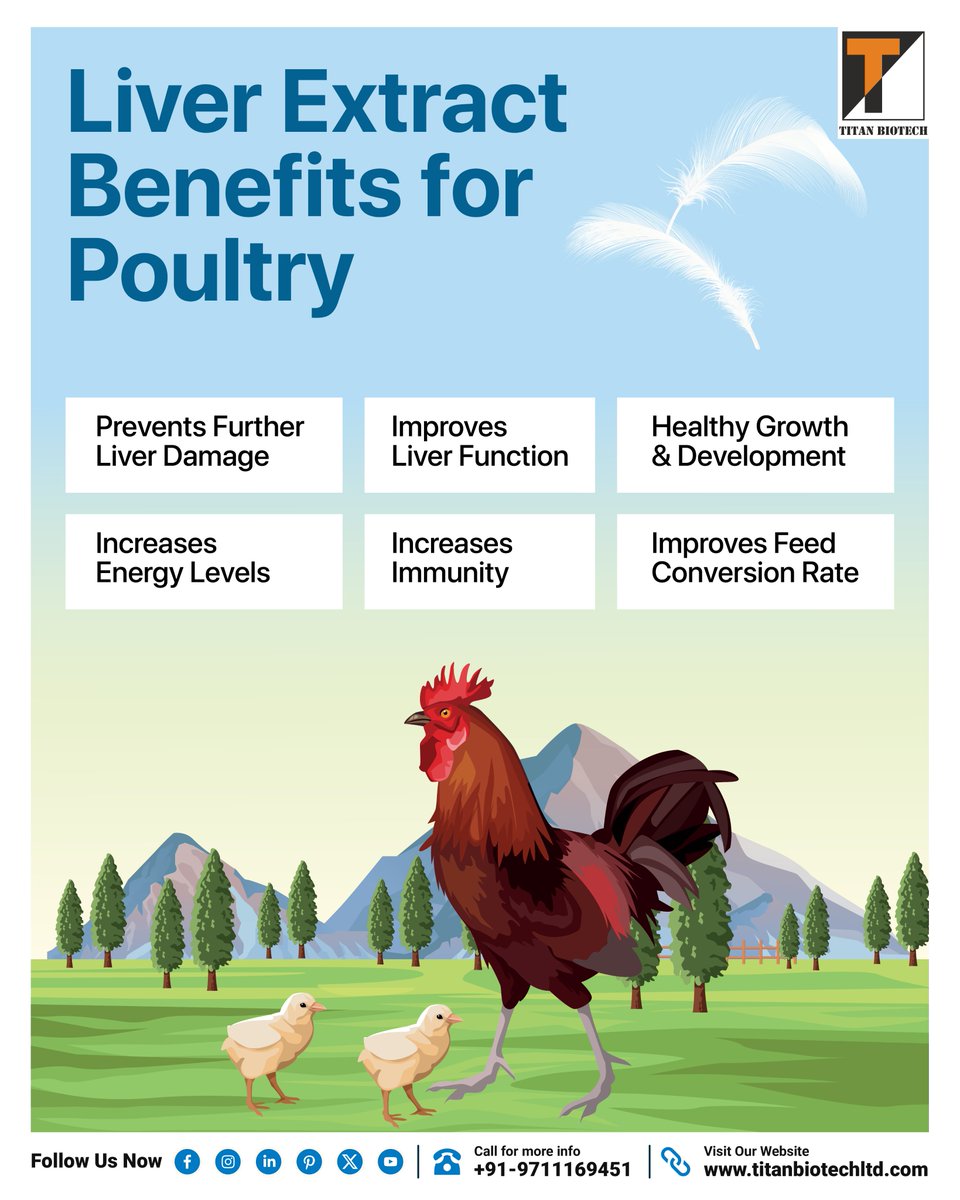 TitanBiotech's tweet image. Healthy flocks need healthy livers. Our Liver Extract supports stronger liver function, better immunity &amp;amp; growth—driving smarter poultry nutrition.
titananimalnutrition.com/liver-extract/

#TitanAnimalNutrition #LiverExtract #PoultryNutrition #HealthyPoultry #GutHealth