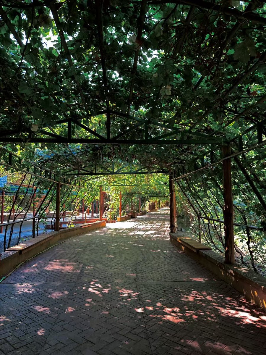 CocoStudio4's tweet image. Imaginez une oasis dans le désert, où l’air est parfumé de la douceur du raisin… Bienvenue à la Vallée des #Raisins ! Nichée au pied des montagnes flamboyantes de #Turpan, cette oasis verdoyante et rafraîchissante est un véritable paradis caché. #Xinjiang