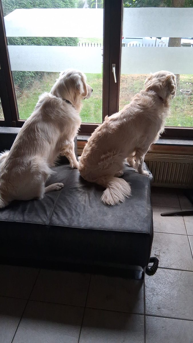 Happy #twoosday to everyone!;🦮🦮🐾🐾 Oh, how I love these 2 furry friends: Zeno &amp; Mylo! 🥰 #brothers #GoldenRetrievers  #dogsoftwitter