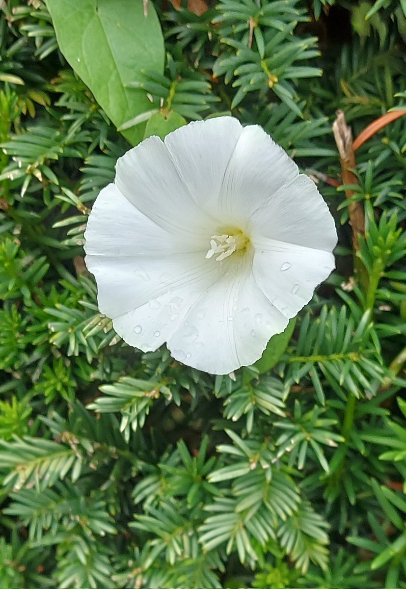White is the color of the day