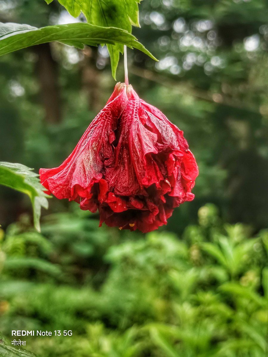 niileshraichura's tweet image. Today&apos;s colour Red ✨
#bokeh
