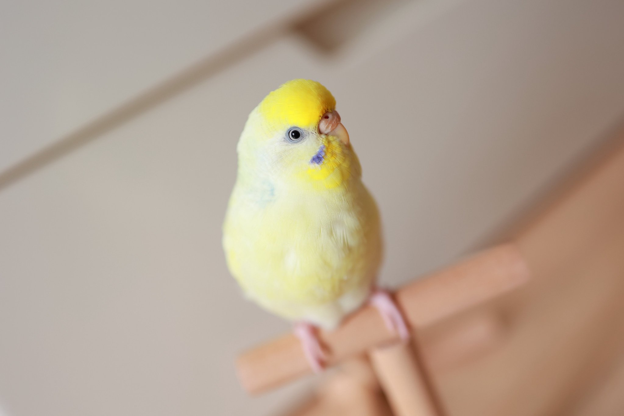 やっぱりかわいい★白かもめ とかげのおかあさん① #すみっコちょこっと漫画 #すみっコぐらし