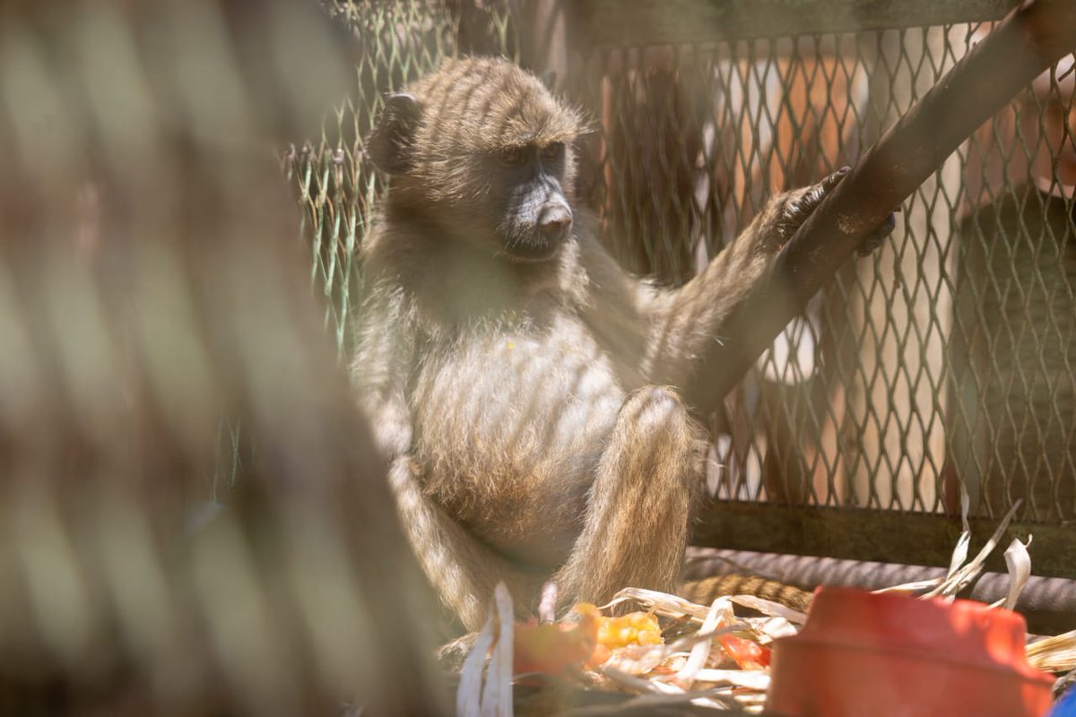 Prince_Victer's tweet photo. Human-animal contact in wildlife farms heightens zoonotic disease risks, including Ebola and avian flu. World Animal Protection warns these facilities endanger both animals and humans. Kenya cannot afford to gamble with public health. #EndWildlifeFarming https://t.co/sOuMFC9F0F