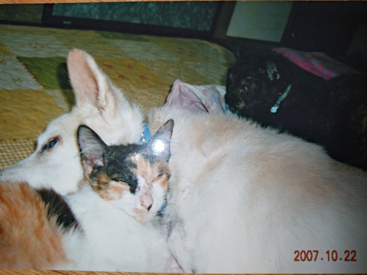 みみー、#長寿猫 #表彰 おめでとう

母が保護して18年

その間、母や先輩たちや後輩のくろすけ、ちろたちを見送ってきた

子猫だったみみーもすっかり我が家の長老

食事量が減ったけどまだまだ元気

これからもよろしく頼むよ！みみー

#猫好きさんと繋がりたい 
#猫のいる幸せ
#猫のいる暮らし