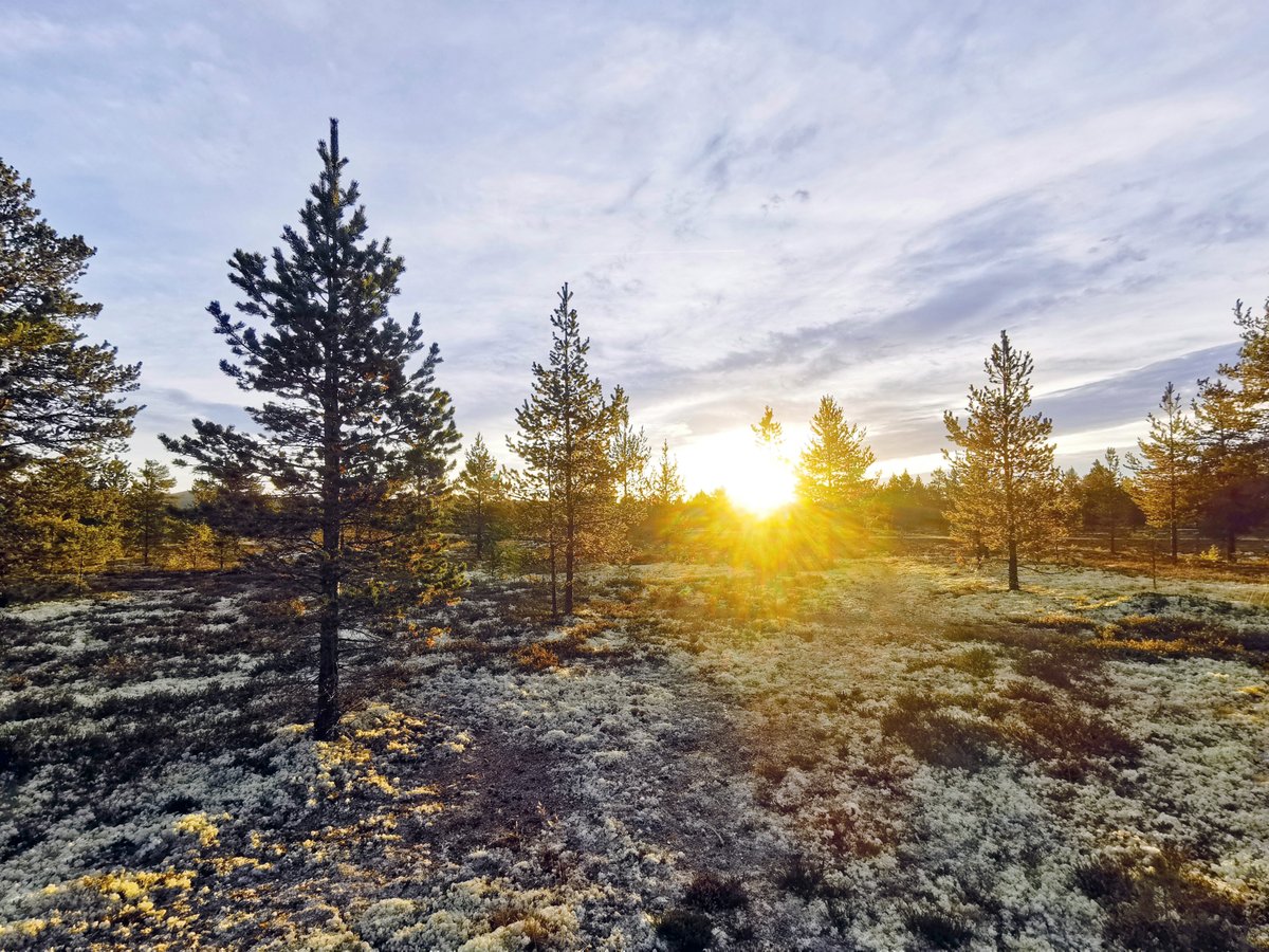 Med en utsøkt soloppgang i Innlandet der lav furuskog og enda lavere lav, utvilsomt er en kontrast til betong og byjungel, og med naturlig glede over kontrasten mellom by og land, natur, folk, fiske, og friluftsliv, ønsker #Oslo en god morgen til alle i hele #Norge :)