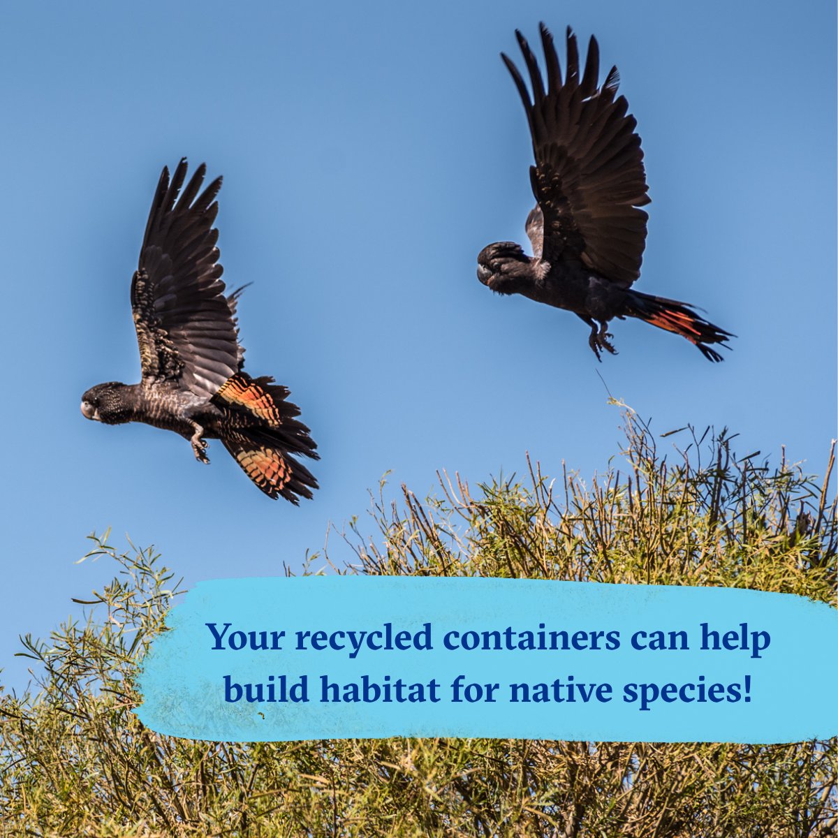 BushHeritageAus's tweet image. ♻️ Small change = big change💲

We're trying to turn 100,000 #containers rescued from #landfill into $10,000 - but we need your help! Learn more about how you can get involved in turning everyday #recycling into powerful #conservation #action 👉 bit.ly/4nLFpxL...

📸…