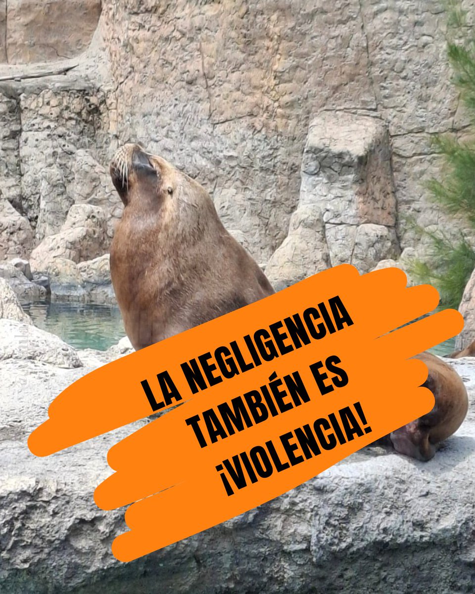 Mr_Civico's tweet image. 👇🏻@PROFEPA_Mx exigimos atención a denuncia presentada el 6/sep/25, por el caso de loba marina @zooaragon
Aquí parte del registro gráfico y de video anexados.📢 Hacemos este llamado público, porque el dolor de #Afrodita no puede seguir siendo ignorado.🚨