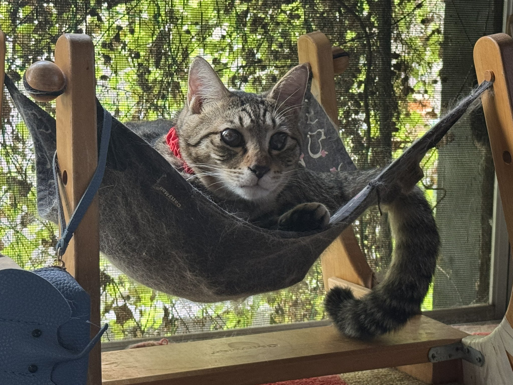 どらねこ DgWltOpUYAAYIms.jpg