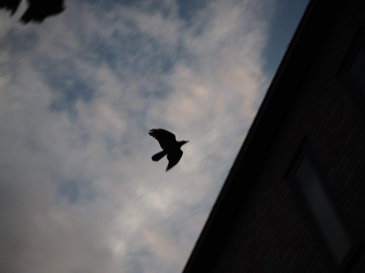 コニシムツキ｜KONISHI Mutsuki (@hoge_524) on Twitter photo 