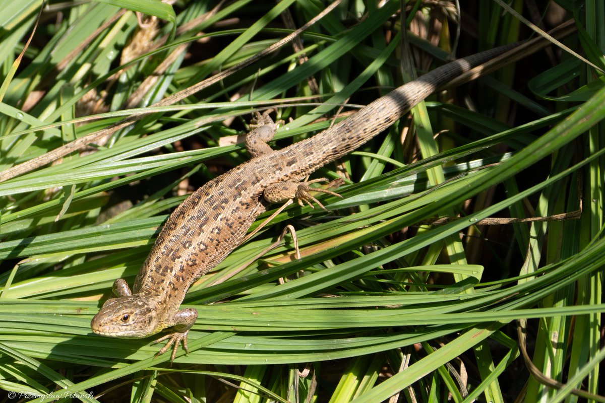 Dzień dobry😊
Jaszczurka zwinka (Lacerta agilis)