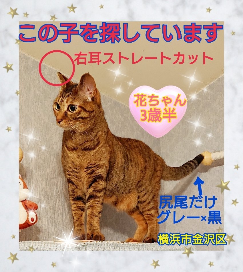 squirrelemi's tweet image. 猫を探しています。花ちゃん3歳半くらい。麦わら猫または茶系のキジトラ。2024年4月11日横浜市金沢区富岡東の自宅から私の不注意で外に出てしまい行方不明のままです。手がかりなくずっと探しています。
#猫を探しています 
#拡散希望 
#リポストお願いします 
#横浜市金沢区
#花