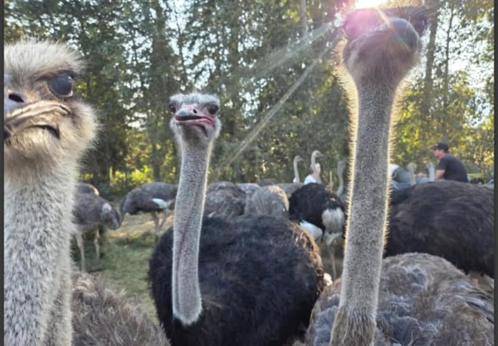 Kathy18321419's tweet photo. Today at OHS...We stand with the Universal Ostrich Farm in Edgewood, BC.  Part of a letter sent to CFIA September 21, 2025:
The Okanagan Humane Society requests a further stay for the Ostrich Farm Cull, and calls for a scientific review of this and the protocols and processes which have lead to the decisions made by CFIA, including disclosure of the scientific basis leading to the decisions made.
The owners and residents in these communities and across the world are not being given sound, logistical reasoning for the cull and do not understand why retesting the animals is not being allowed.
If all the birds in the flock are healthy and there are no positive tests for Avian flu in them currently how is this justified?
Respectfully please pause this order further and conduct a full review.
The world is letting us know with hundreds of phone calls and emails today that they are watching.  The Okanagan Humane Society continues to advocate for the flock and to request testing and sound reasoning for the cull.
Romany Runnalls
Executive Director
Okanagan Humane Society