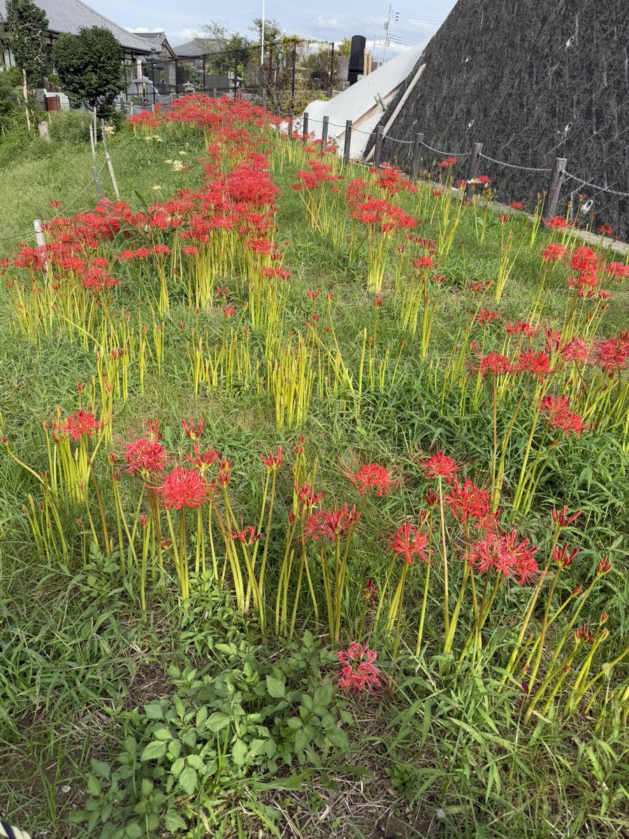 真田の彼岸花。