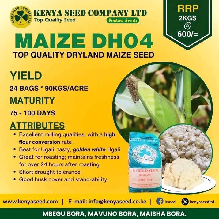 𝐃𝐫𝐲𝐥𝐚𝐧𝐝 𝐠𝐨𝐥𝐝 ~ 𝐃𝐇𝟎𝟒
From arid lands, a golden treasure grows!

The strength of dryland maize, a testament to the determination by KSC in availing quality certified seed to enhance food sufficiency and quality living standard.
#DH04 #maize #BETAKILIMO