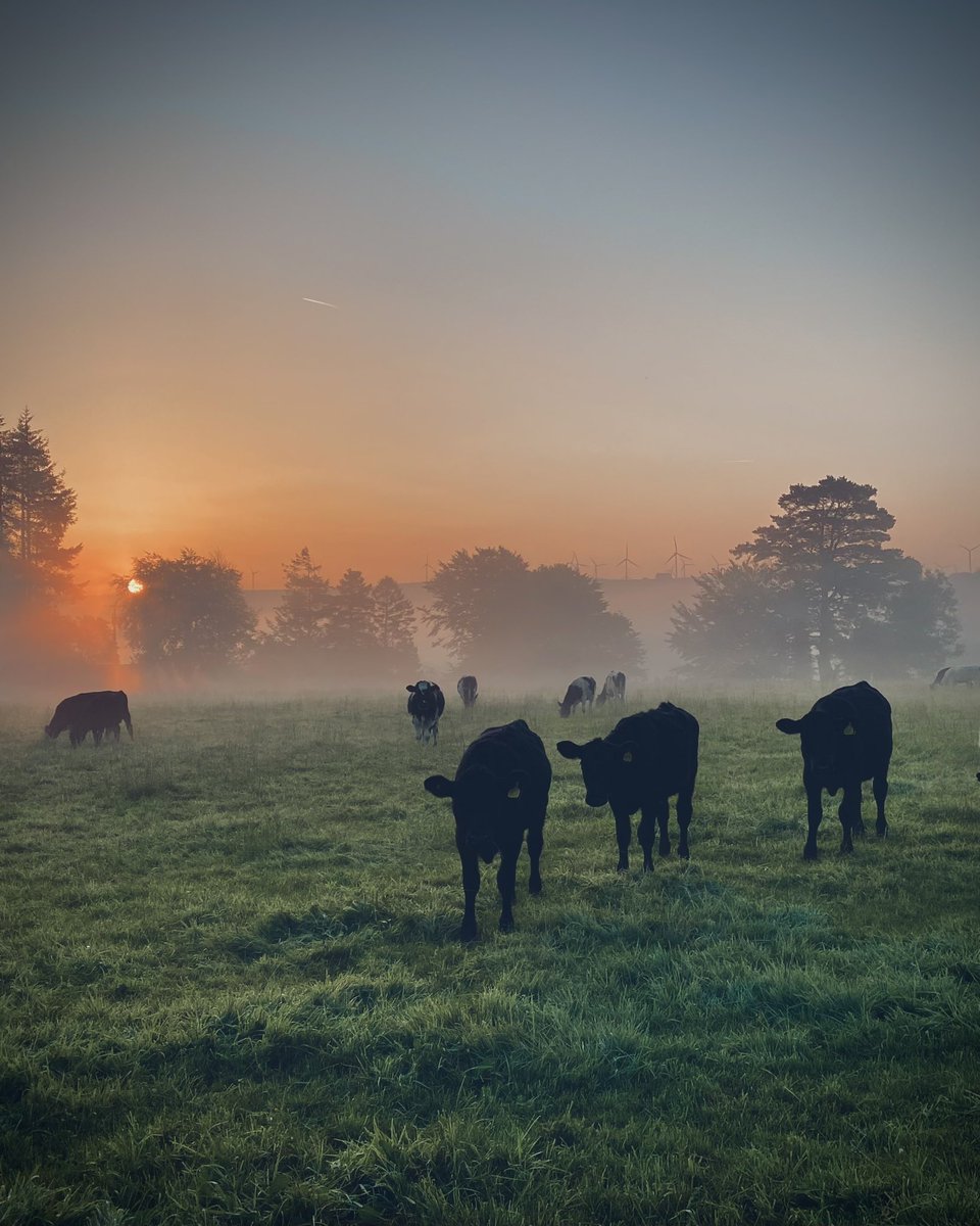 Bore hudolus yn Dolgrân…mwynhewch eich diwrnod bawb 👍🏼😃

A magical morning early doors in Dolgrân…enjoy your day everyone👍🏼😃

#Wastisbest🏴󠁧󠁢󠁷󠁬󠁳󠁿❤️