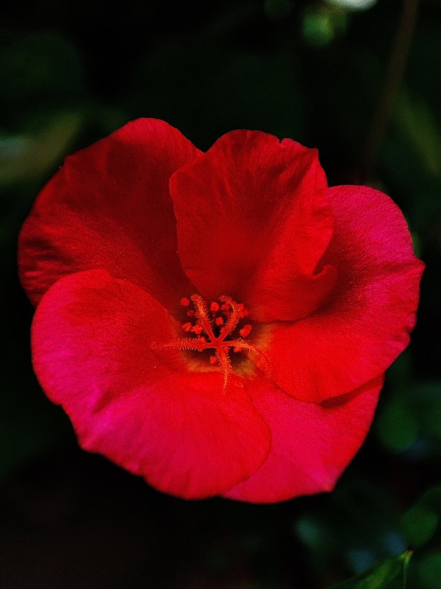 DrSaptak's tweet image. Today&apos;s colour Red ✨

#TuesdayFun