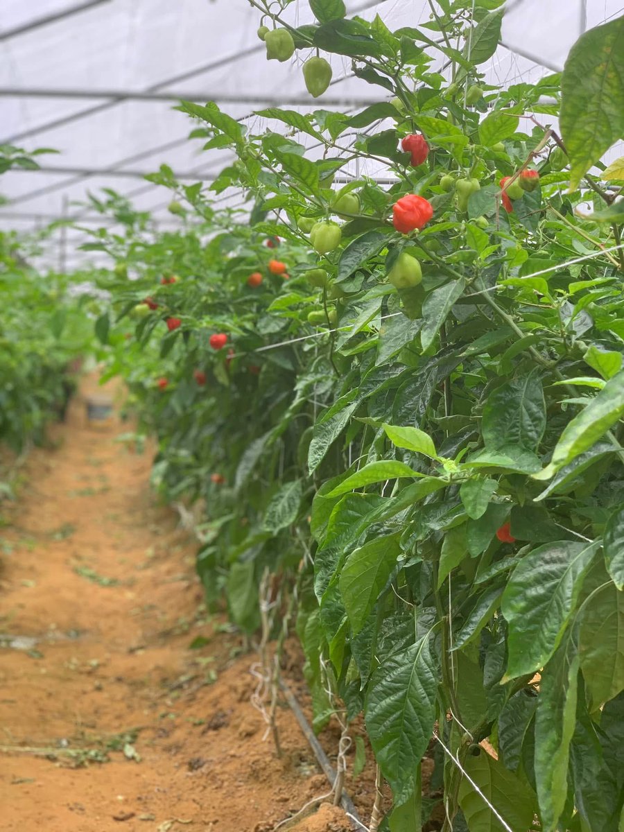 ᴛʀᴇʟʟɪꜱɪɴɢ ᴀɴᴅ ꜱᴛᴀᴋɪɴɢ

It is important to know that Trellis is different from staking by definition. But they serve same purposes.

You stake a single plant. But trellis multiple plants.

Why Trellis/Stake?

🔴Allows you to grow more in less space.