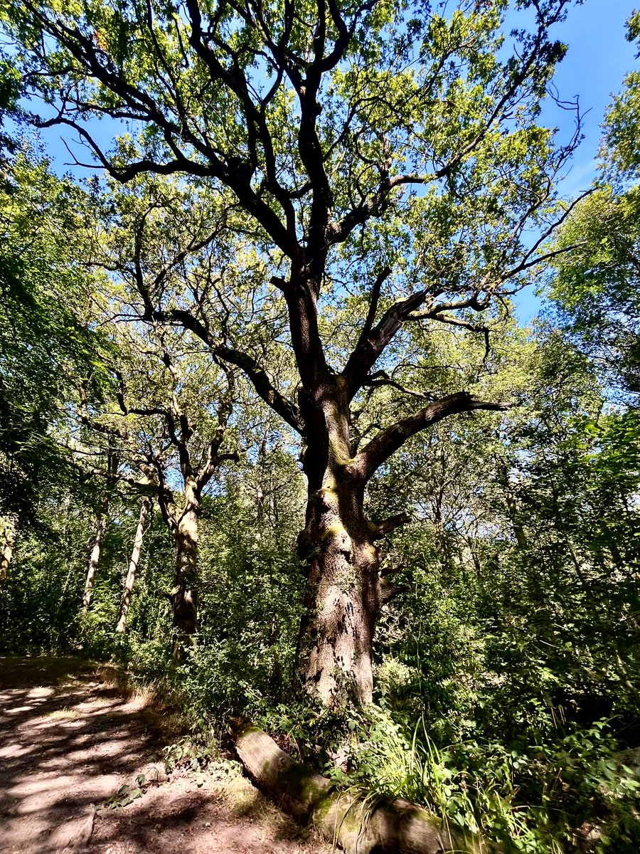 📸 ~ One for #thicktrunktuesday 🌳

A very happy Tuesday to you all! 🍃💚🍃