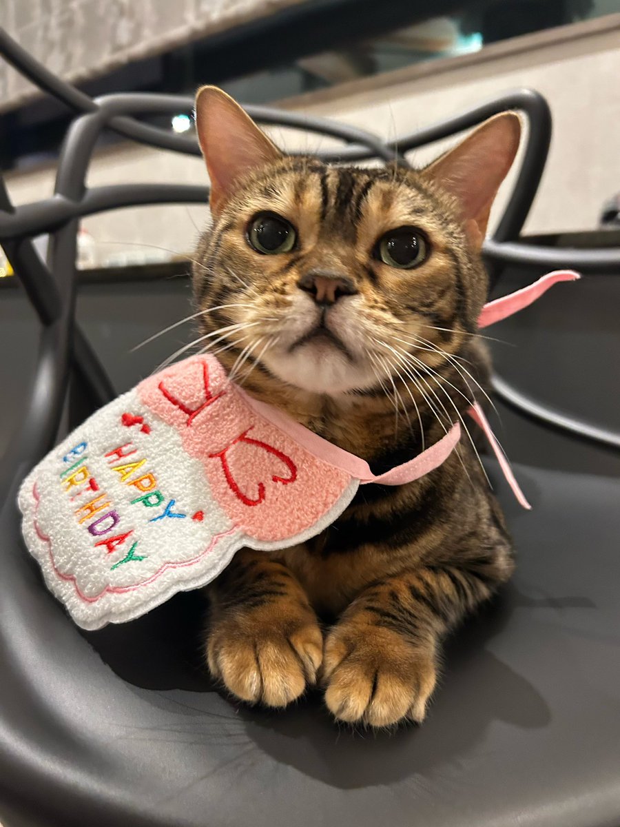 bornfreeonekiss's tweet photo. ねねちゃん誕生日おめでとう！！
8歳になったね！長生きしてね！💚 https://t.co/JLh7WMZLNQ