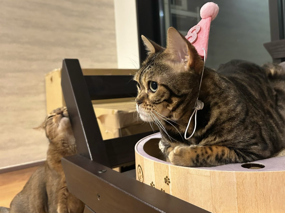 🐈エリザベスカラー🐈‍⬛*·♡॰ॱ०⁺ ◡̈♥︎ on X: 
