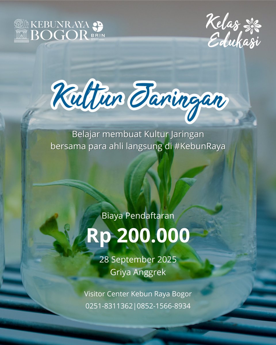 kebunraya_id's tweet photo. Teman #KebunRaya, pernah mendengar Kultur Jaringan?
Teknik ini memungkinkan perbanyakan tanaman dari bagian kecil tumbuhan yang ditumbuhkan secara steril di media khusus dan lingkungan terkendali.
Berdasarkan teori omnis cellula e cellula dan konsep totipotensi, setiap sel bisa tumbuh jadi tanaman utuh lho!
Catat jam dan tanggalnya:
🗓 Minggu, 28 September 2025
💷 Rp 200.000
⏰ 09.00-10.00
Yuk, ikuti Kelas Edukasi Kultur Jaringan dengan menghubungi Visitor Center Kebun Raya Bogor di nomor
0251-83311362 atau 0852-1566-8934 ya!
#KebunRayaBogor #AyoKeKebunRaya