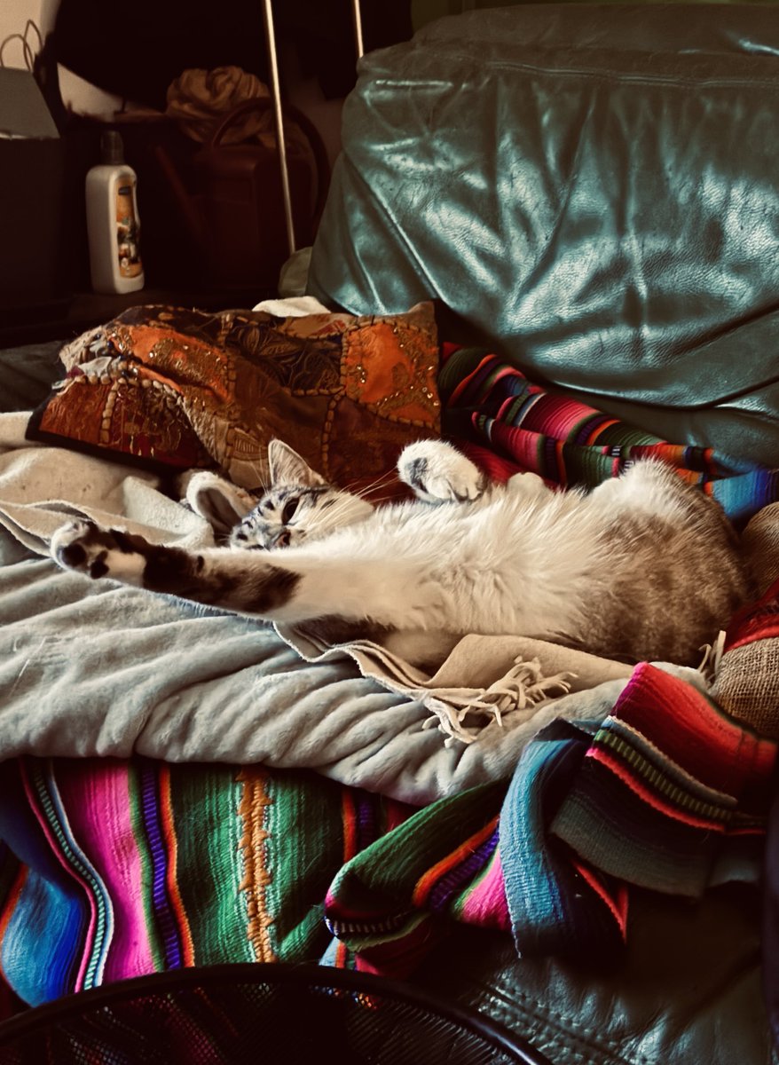 Horreur, mon chat est un fachiste !!!