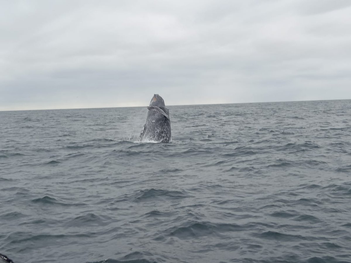 Inquisitive sea mammals, giants of the sea, so docile.

karbonkelbergtourism.co.za

#KarbonkelbergTourism #houtbay #DiscoverHoutBay #IAMCAPETOWN #capetown #lovecapetown #southafrica #shotleft #discoverctwc #TravelMassiveCT #TravelMassive #TravelChatSA #nowherebetter