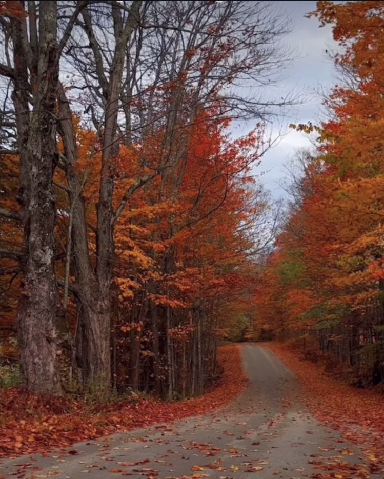 Good morning all 🥰
Proper Autumn day out there 🍂🍁☀️