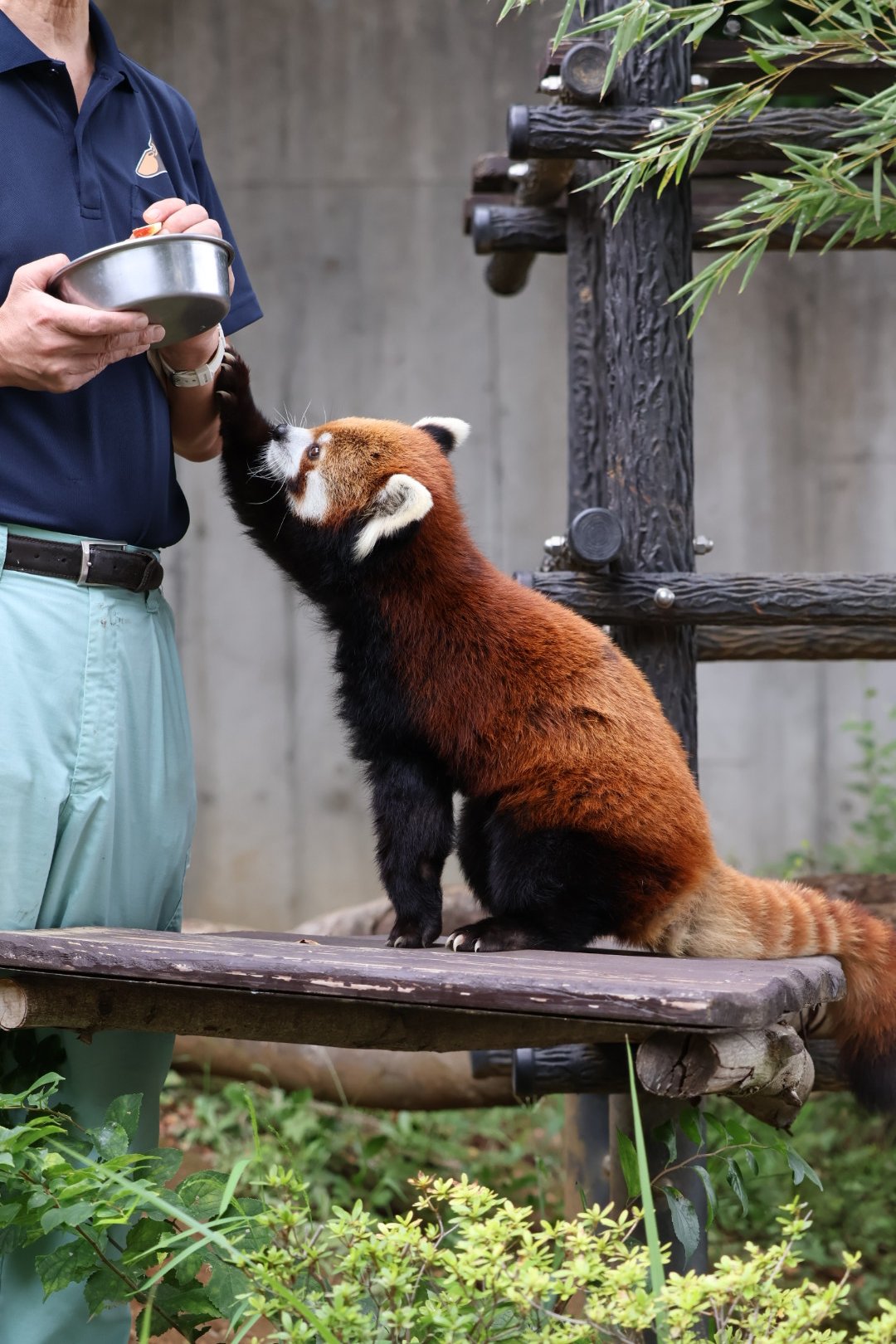 レッサーパンダ たまみお on X: 