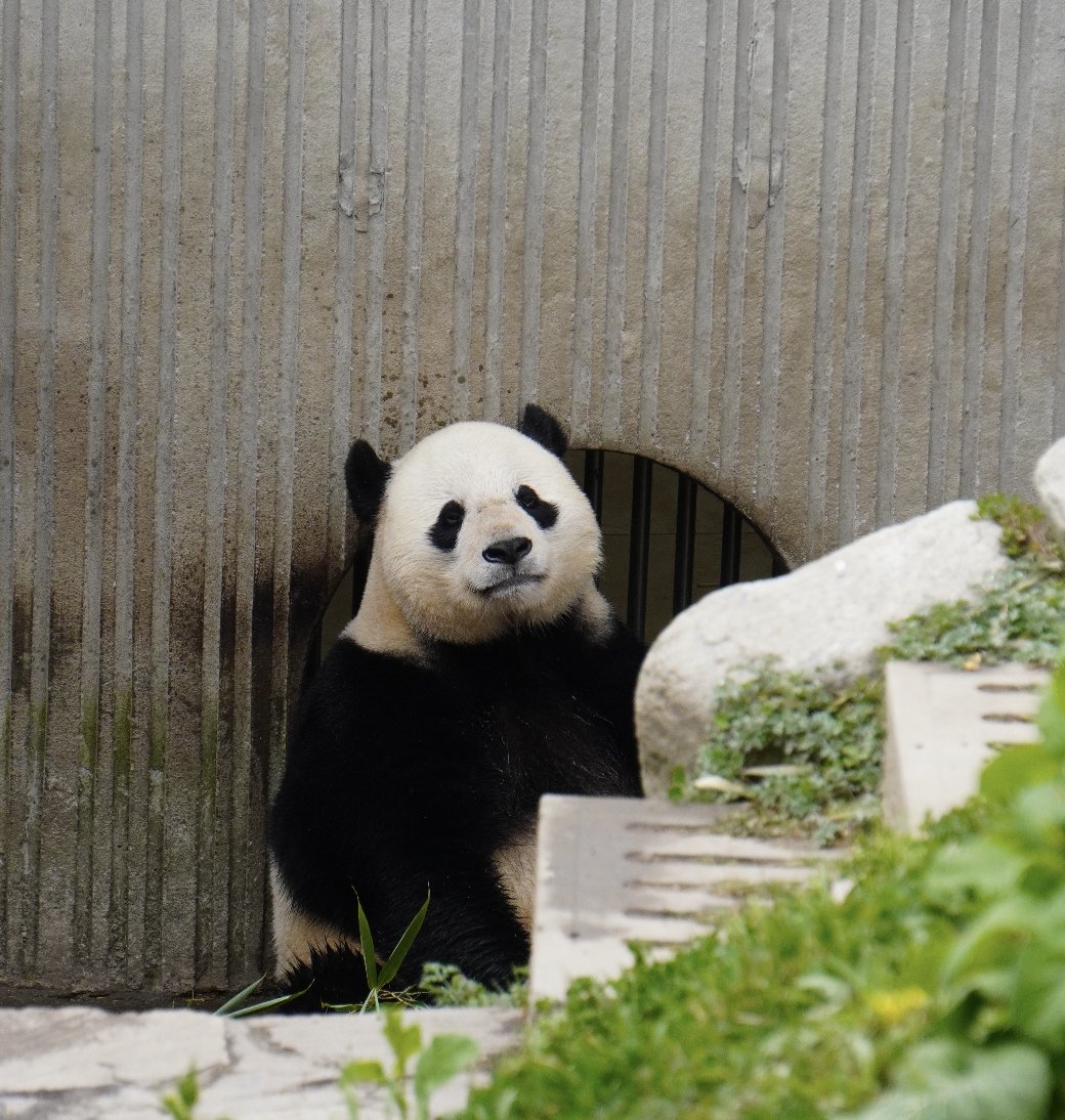 We’re so excited to visit Bei Bei, Bao Bao, and Xiao Qi Ji this weekend! Please note that the tour has been moved one day earlier and will now take place on FRIDAY night! :mypandatours.com/collections/al…
 “TOUR #181•Wolong Panda Base• Friday 26 September 9:30PM (Times in EDT) ”