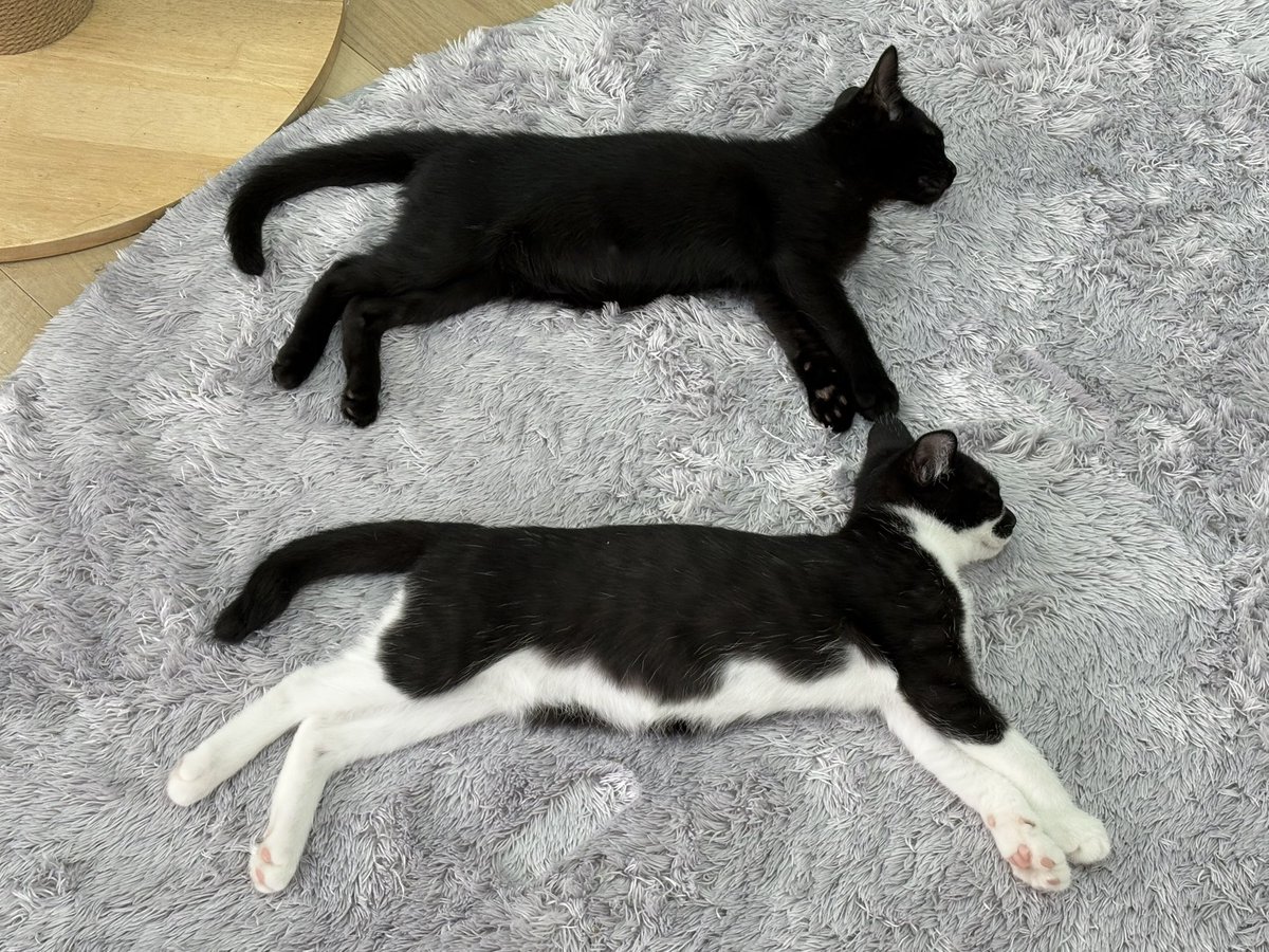 #ねこオアシスオハナ #中津川