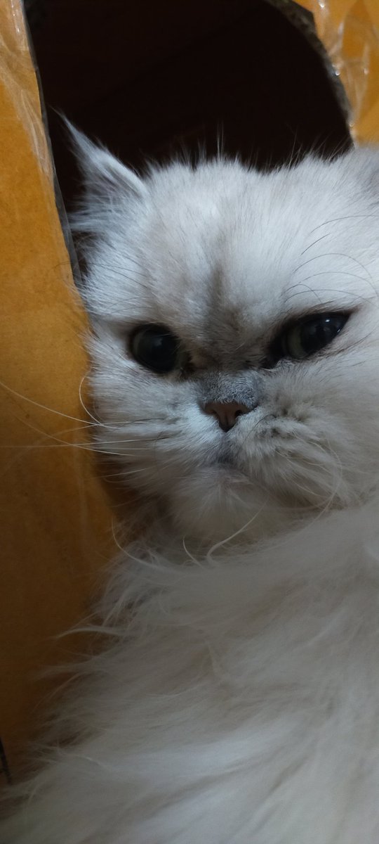 猫タワー@ブログがんばる (@nekotower57) on Twitter photo すねてるの!😕【ニーナさん】 すねてるの!😕【ニーナさん】