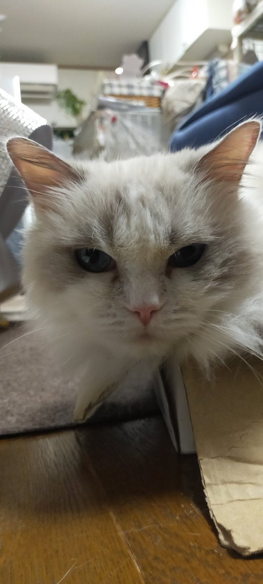 猫タワー@ブログがんばる (@nekotower57) on Twitter photo なに?【ジュディさん】 なに?【ジュディさん】