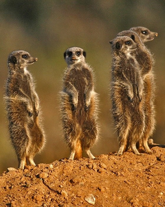 Marvelling at all the visitors who have come out to see them during #SANationalParksWeek!  Free day entry to SA citizens with a valid ID until Sunday 28 September.📷Drostdy Hotel #CamdebooNationalPark #LiveYourWild #InclusiveConservation
<a href="/SANParks/">SANParks</a>