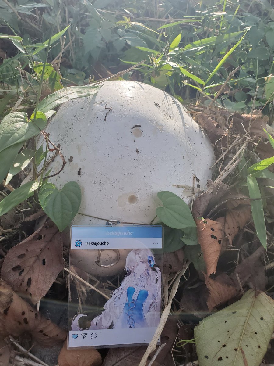 オニフスベ
実は初見の大型菌
河川敷を歩いてて見つけて、思わずスーツなのに川に降りてしまった。
一応食べれるらしいですけどこの類いの菌が美味しかったことがあまりないので食べようとは思えない。
