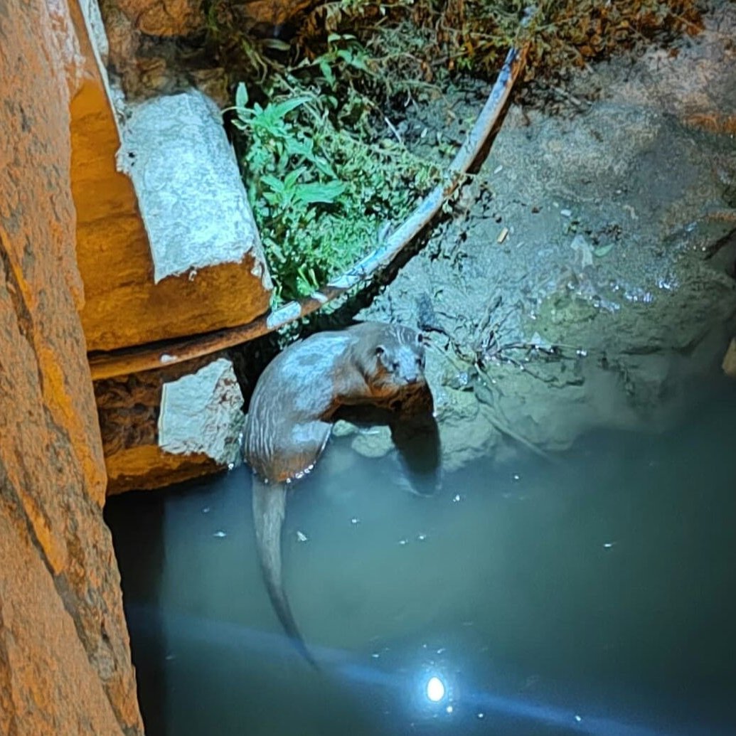 Konya'da su samuru görüntülendi.