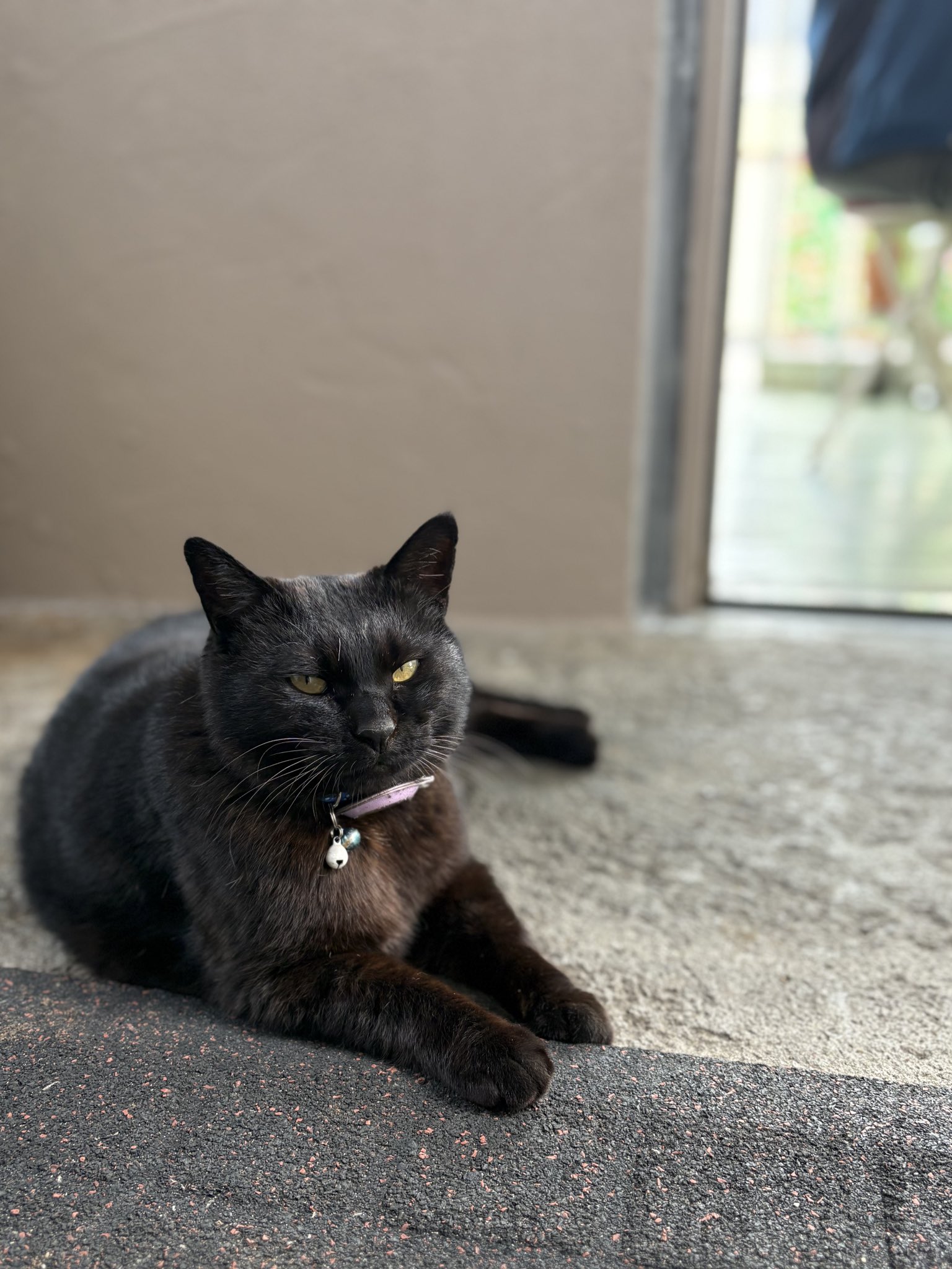 黒猫様 御専用 黒猫様専用 黒猫様 御専用 黒猫さま専用 - shi-ko