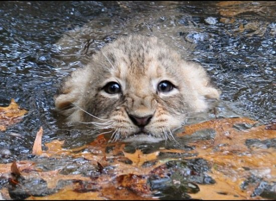we swimming in the mucky water