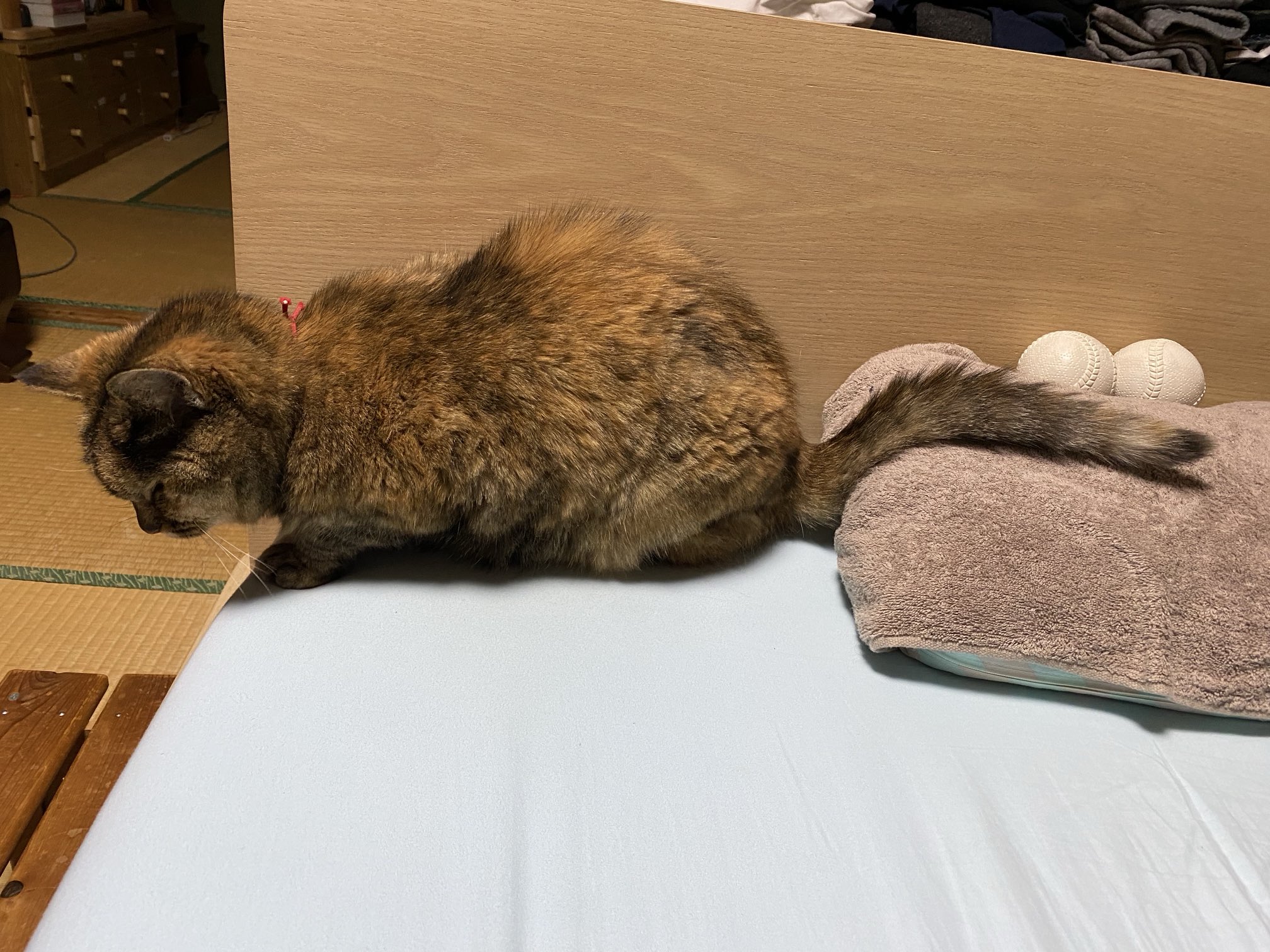 ねこ先輩 on X: 