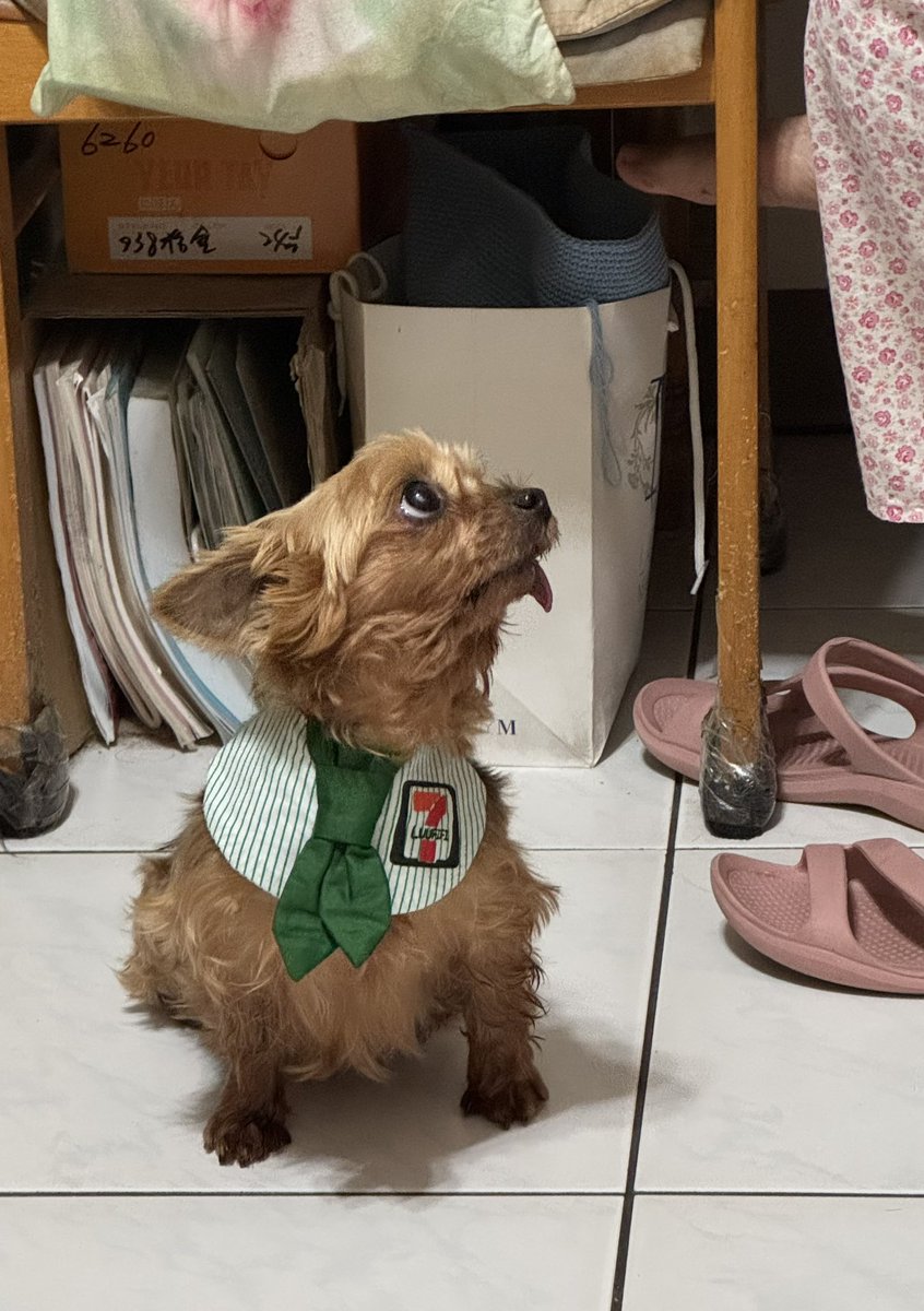 【阿狼】超幸運體質  tweet media