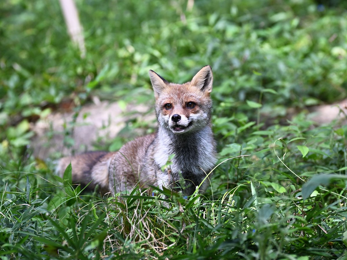 choimatsu_zoo's tweet image. 誰もいない朝イチ
また会おう
(2025.9.23)

#ホンドギツネ #カズオ #RedFox #日本の山里 #ズーラシア #zoorasia #動物写真